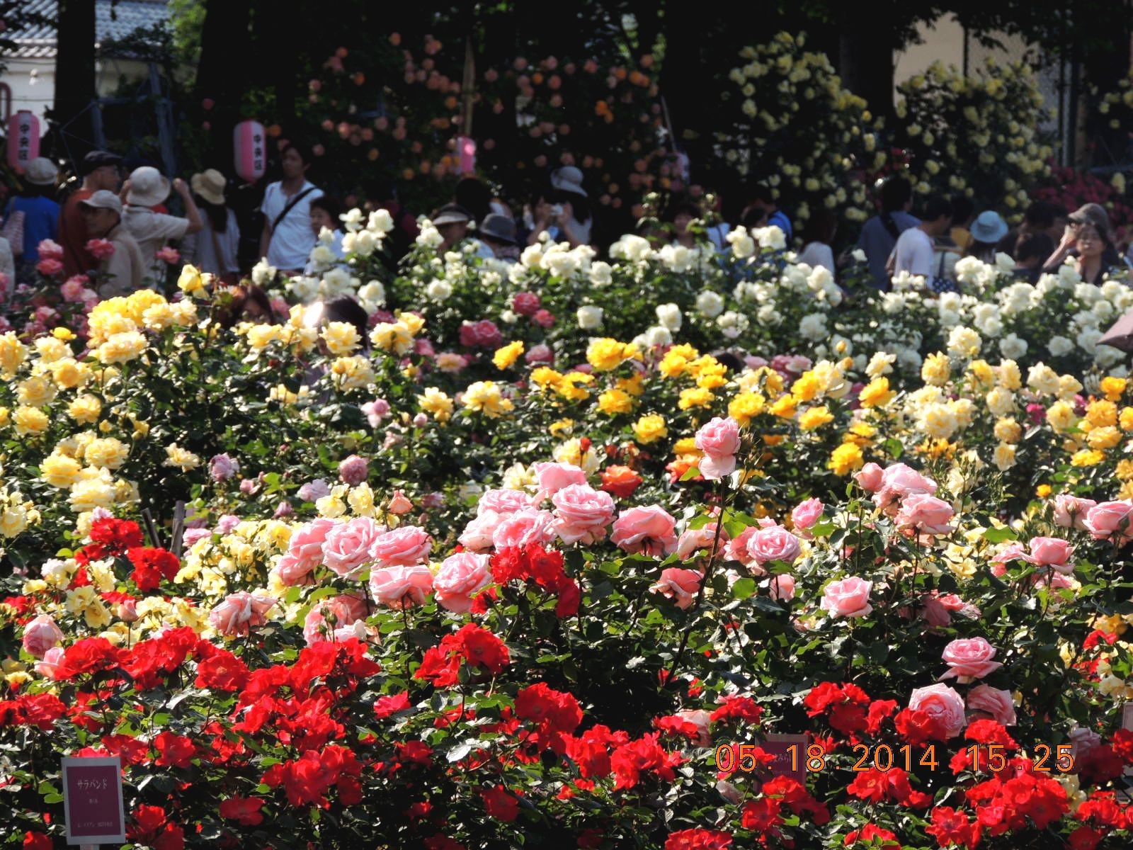 与野公園 春 さいたま市の介護サービス 株式会社小澤介護サービス